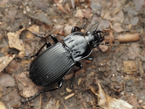 Abax parallelepipedus (Piller & Mitterpacher, 1783)