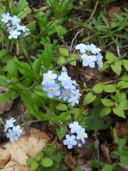 Myosotis sylvatica