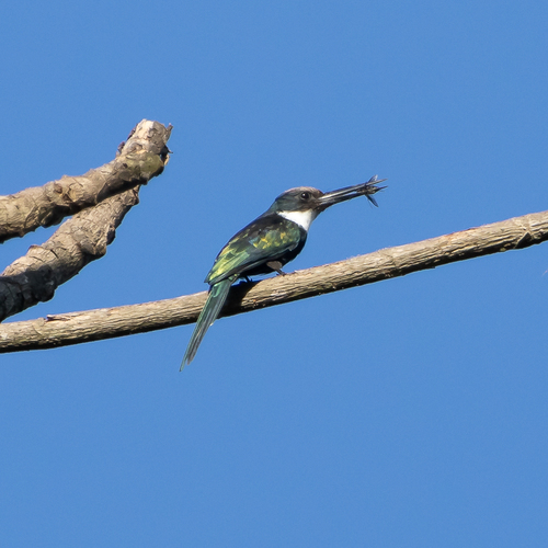 Paradise Jacamar