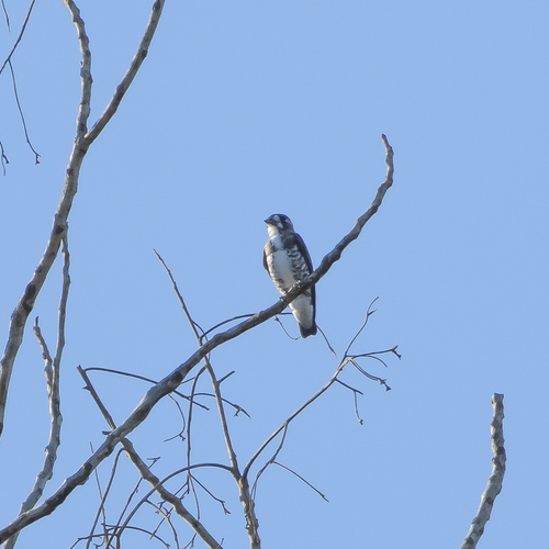 White-browed Purpletuft