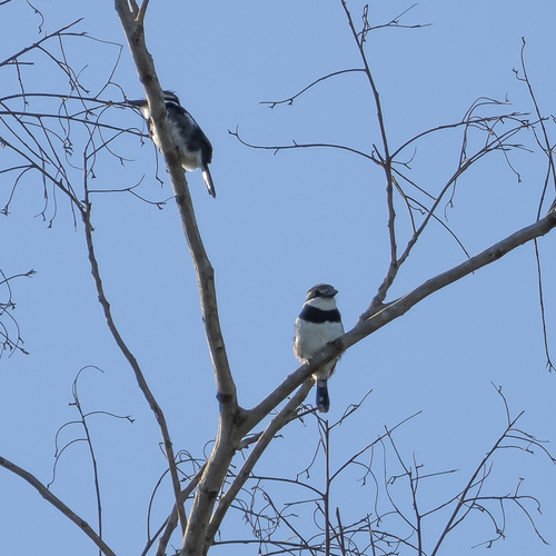 White-necked Puffbird
