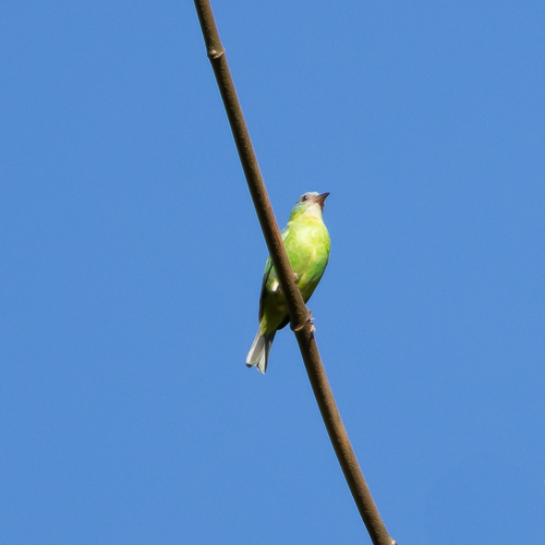 Blue Dacnis