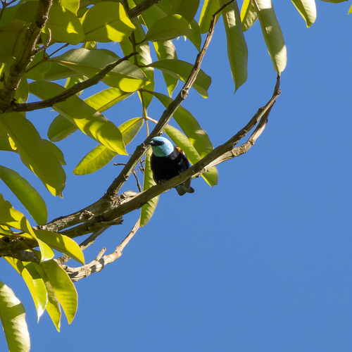 Blue-necked Tanager