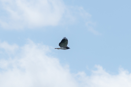 White-tailed Hawk