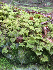 Splendid feathermoss (Hylocomium splendens)