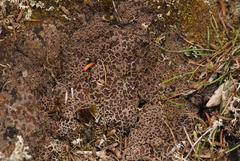 Psoroma hypnorum