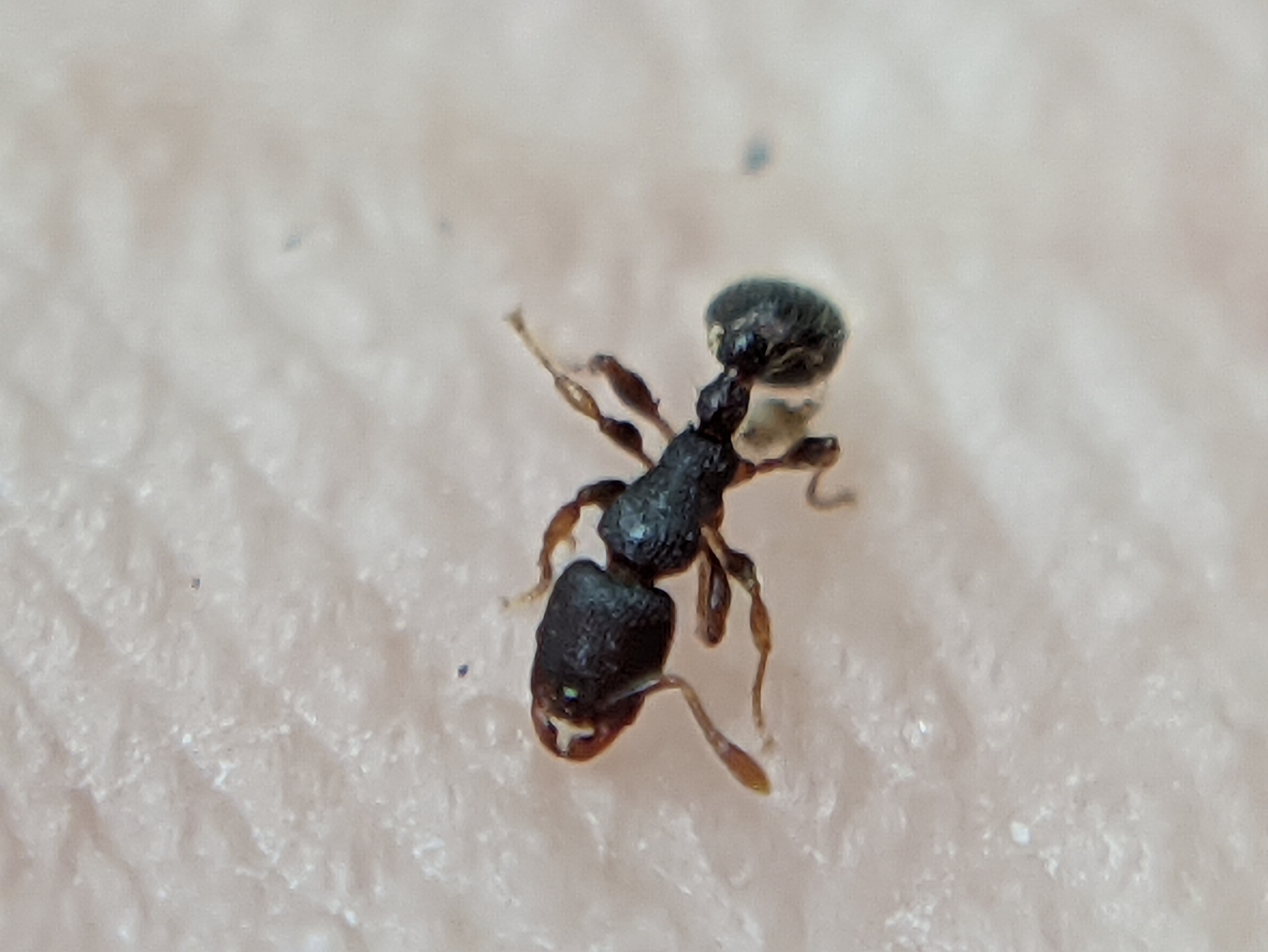 Vollenhovia pfeifferi