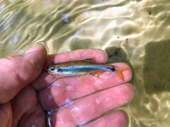 Pteronotropis hypselopterus