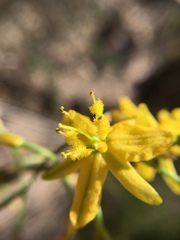 Bulbine favosa