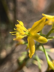 Bulbine favosa