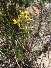 Bulbine favosa