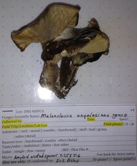 Melanoleuca angelesiana