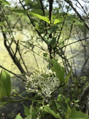 Cornus foemina