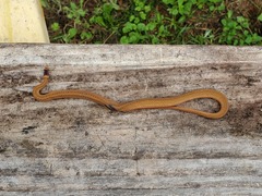 Storeria occipitomaculata obscura