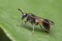 Ropalidia sumatrae