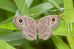 Ypthima horsfieldii humei