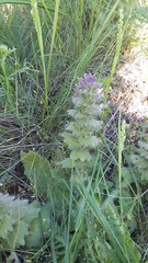 Ajuga orientalis