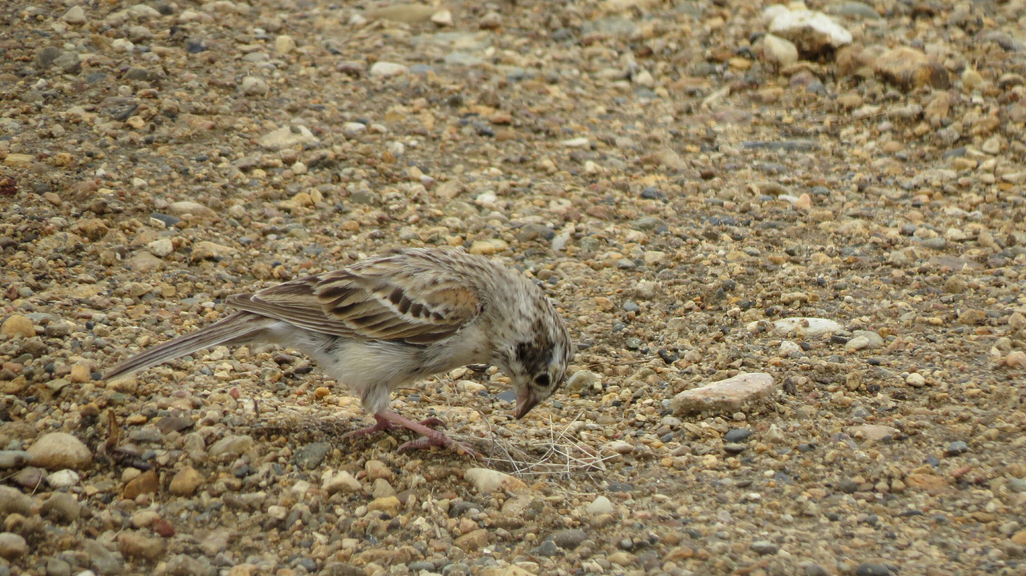 Vesper Sparrow (Pooecetes gramineus)
