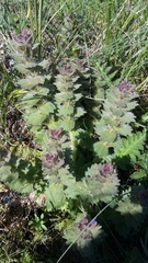 Ajuga orientalis