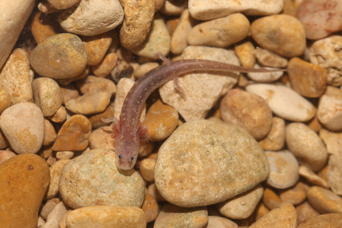 Barton Springs Salamander, Eurycea sosorum