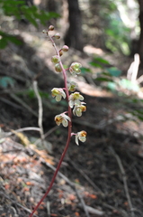 Pyrola aphylla