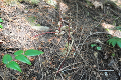 Pyrola aphylla