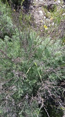Artemisia marschalliana