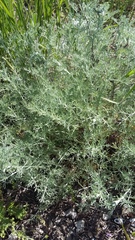 Artemisia marschalliana