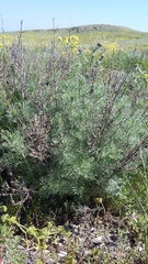 Artemisia marschalliana