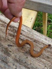 Storeria occipitomaculata obscura