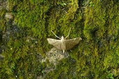 Cangetta hartoghialis
