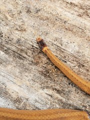 Storeria occipitomaculata obscura