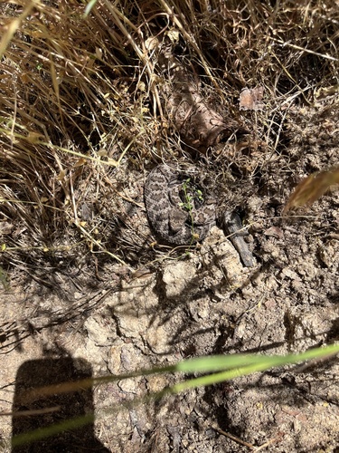 iNaturalist observation photo of Northern Pacific Rattlesnake