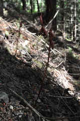 Corallorhiza maculata occidentalis
