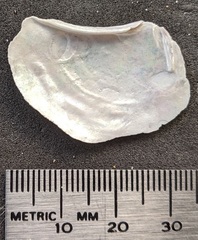 Heteroclidus punctatus