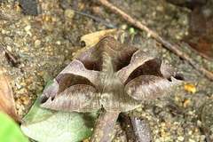 Bastilla arcuata