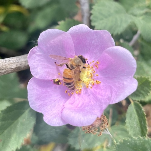 iNaturalist observation photo of Western Honey Bee