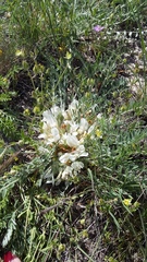 Astragalus rupifragus
