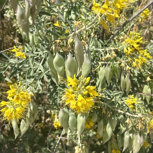 iNaturalist observation photo of Bladderpod