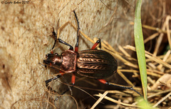 Carabus cancellatus