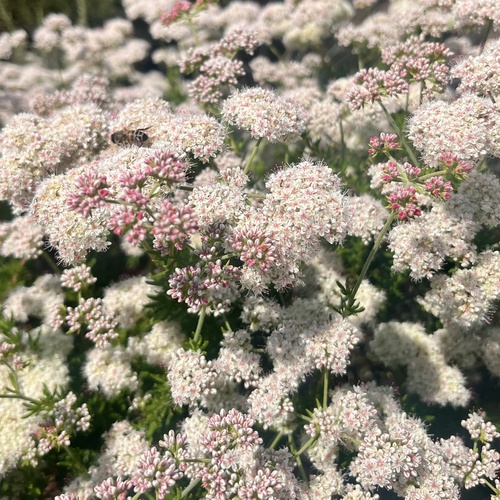 iNaturalist observation photo of California Buckwheat