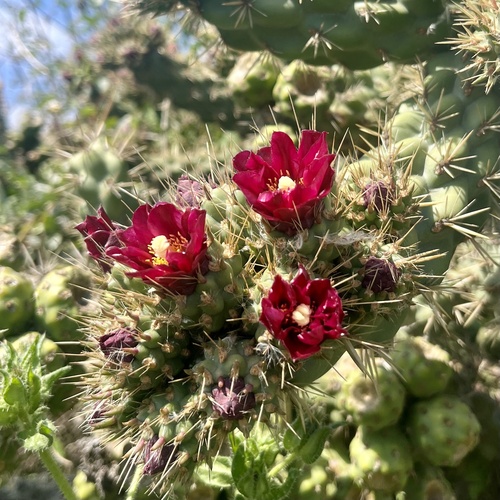 iNaturalist observation photo of Coast Cholla
