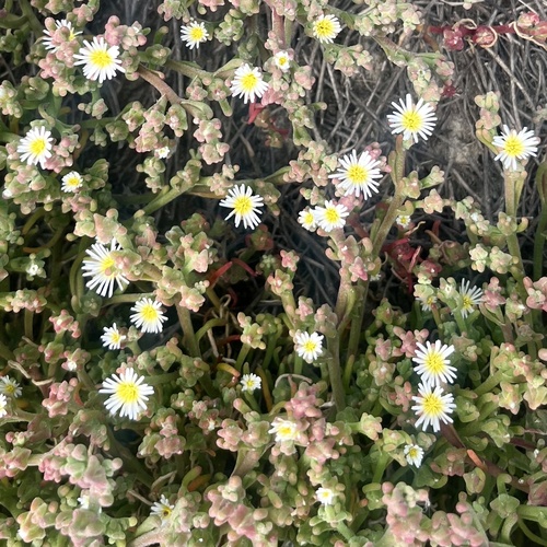 iNaturalist observation photo of Slender Iceplant