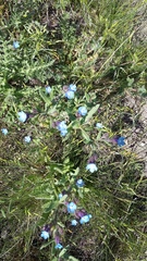Anchusa pusilla