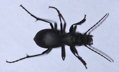 Omus californicus