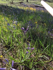 Camassia leichtlinii