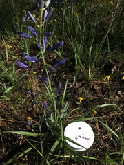 Camassia leichtlinii