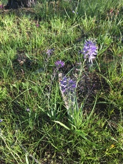 Camassia leichtlinii