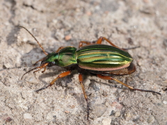 Carabus auratus