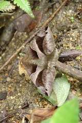 Bastilla arcuata